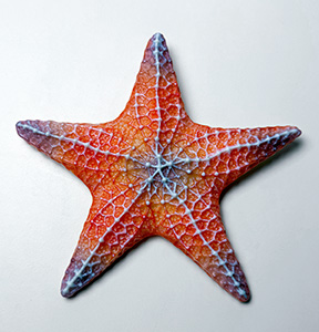 Large Starfish