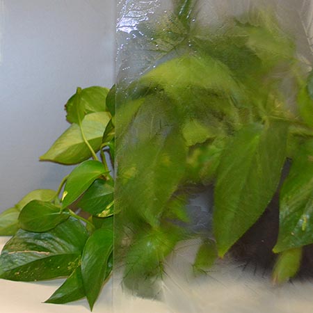 Sycamore Clear Import Texture Pilkington link