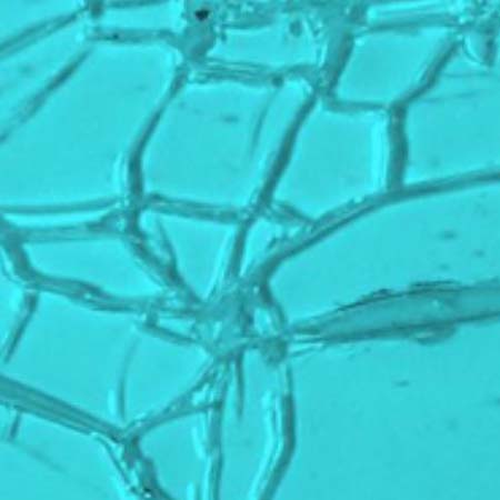 Turquoise Crackle Lamberts Antique link