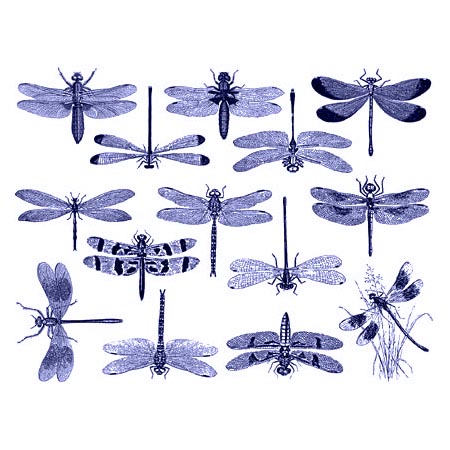Dragonflies Blue Decals link