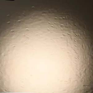 Desert Sand Classic link