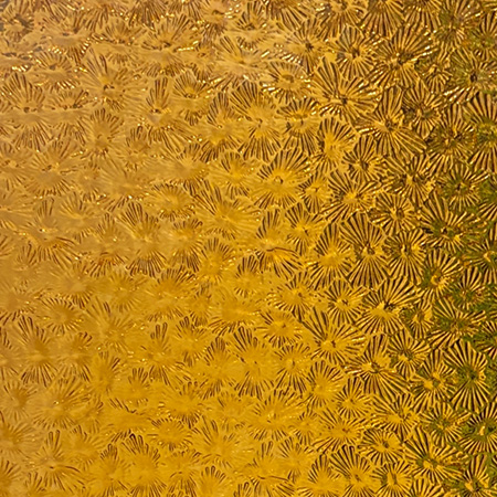 Apricot Transparent Florentine Apricot Transparent Florentine photo