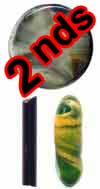 Seconds Blue Caramel Borocolour Rod 33 COE (sold by the pound) link